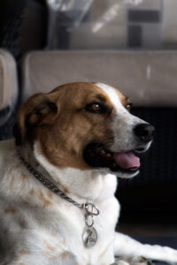 imagen, fotografo, profesional, cuernavaca, estudio, fotografico, sesiones, mascotas-o2
