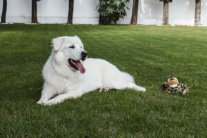imagen, fotografo, profesional, cuernavaca, estudio, fotografico, sesiones, mascotas-n2